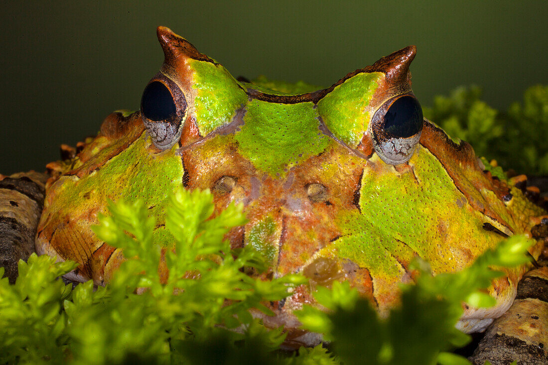 South America, Surinam. Horn frog face close-up. (Editorial Use Only)