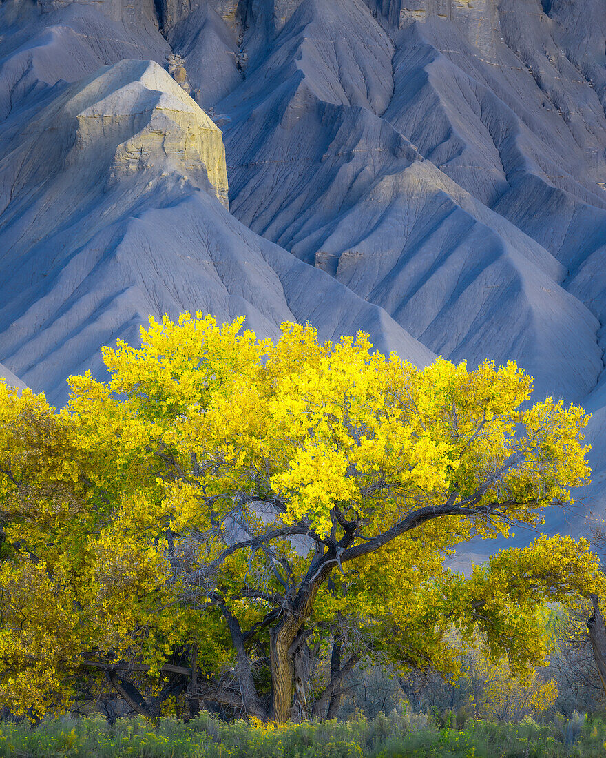 USA, Utah. Yellow cottonwood tree and gray mountain in autumn.