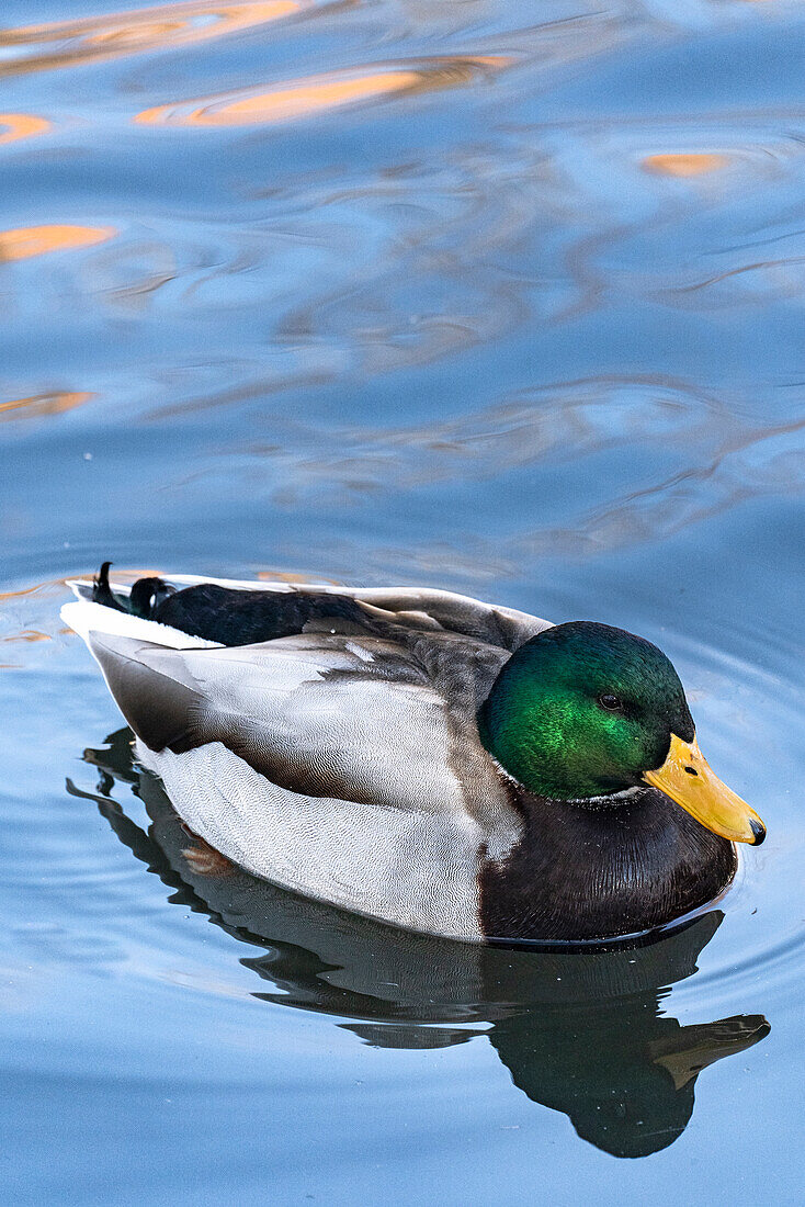 USA, Utah. Mallard (Anas platyrhynchos) swimming.