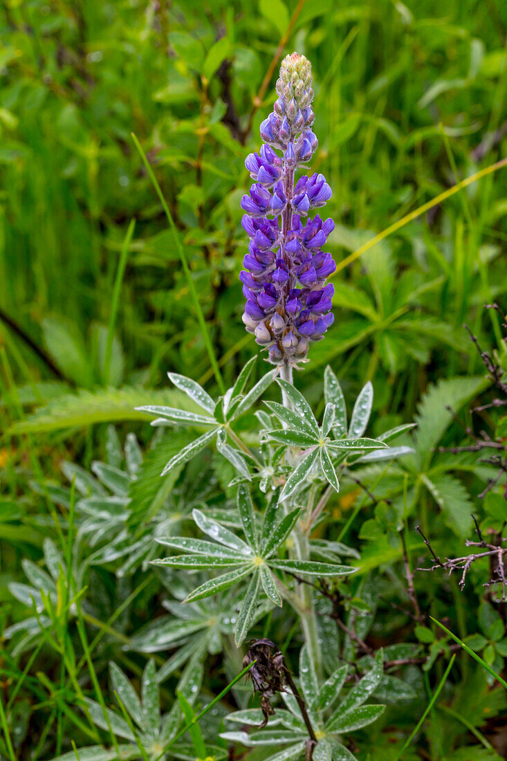 Common lupine wildflower in Utah.