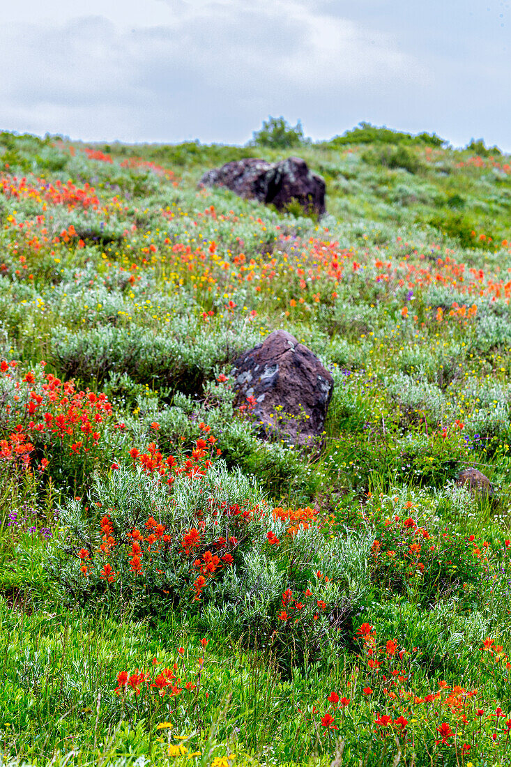 An assortment of wildflowers blanket a hillside in Fish Lake National Forest.