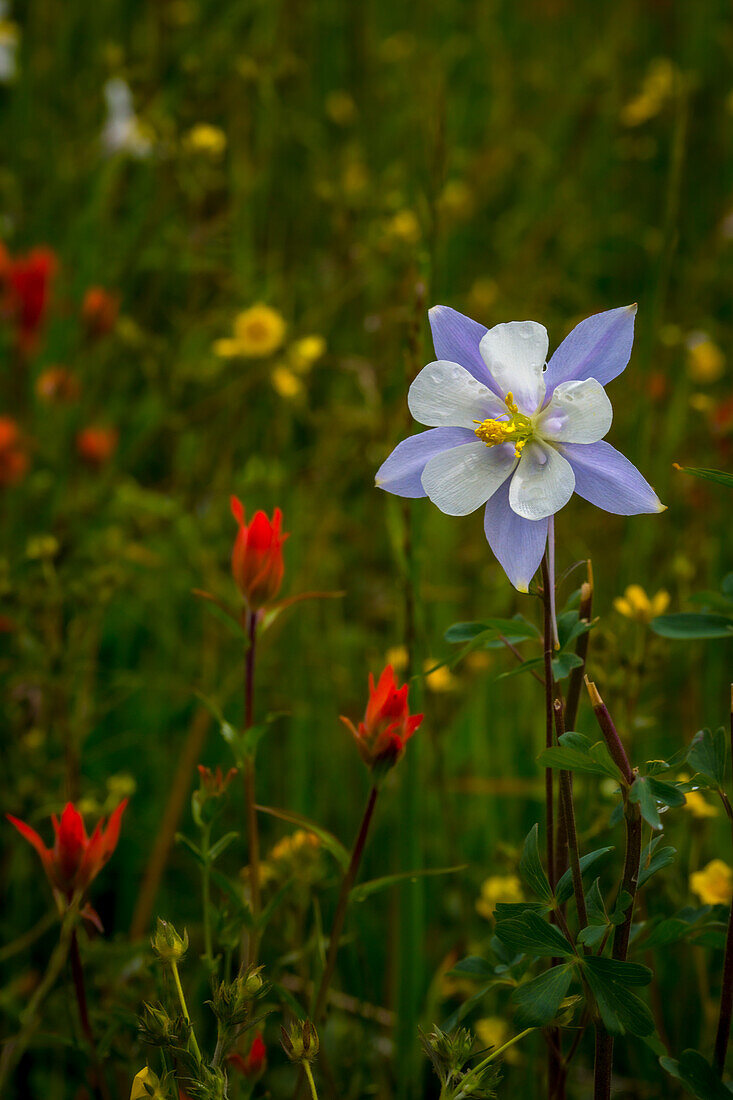 Columbine and other wildflowers in Fish Lake National Forest.