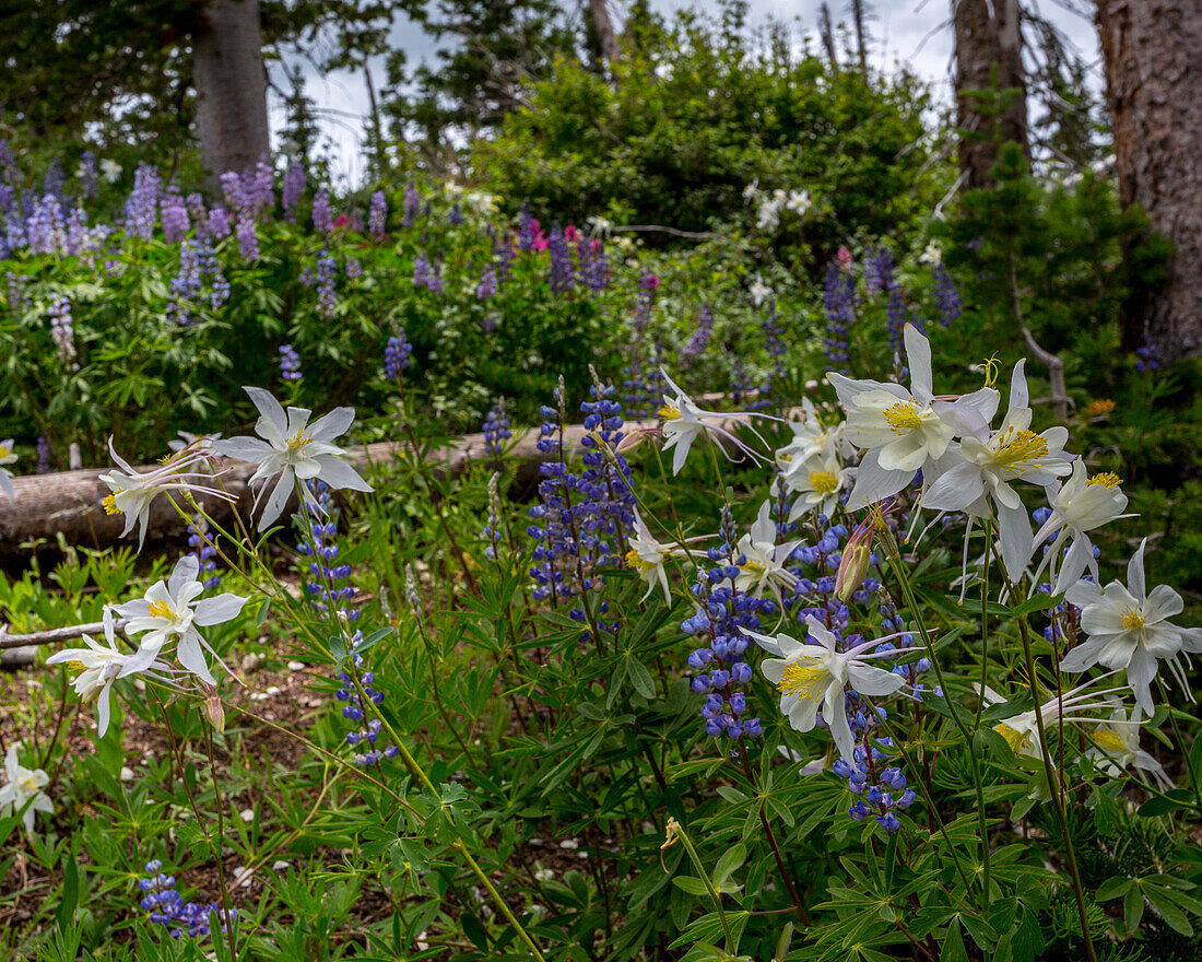 Assorted wildflowers in Manti-LaSalle National Forest.