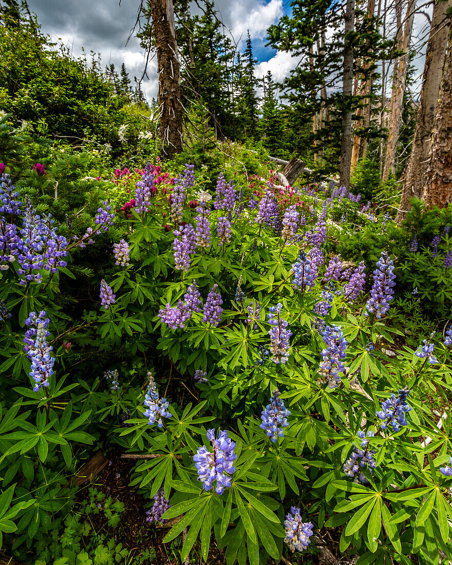 Assorted wildflowers in Manti-LaSalle National Forest.