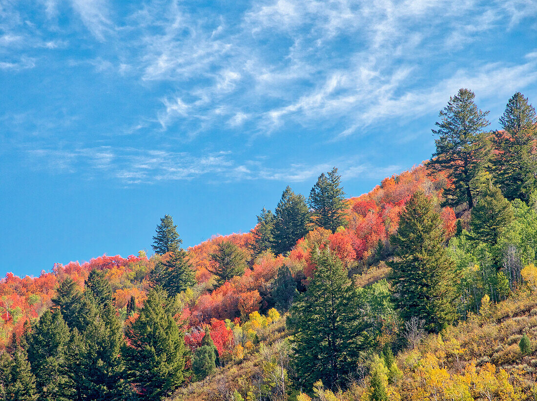 USA, Utah, Logan Pass. Farbenfroher Herbst am Provo Pass