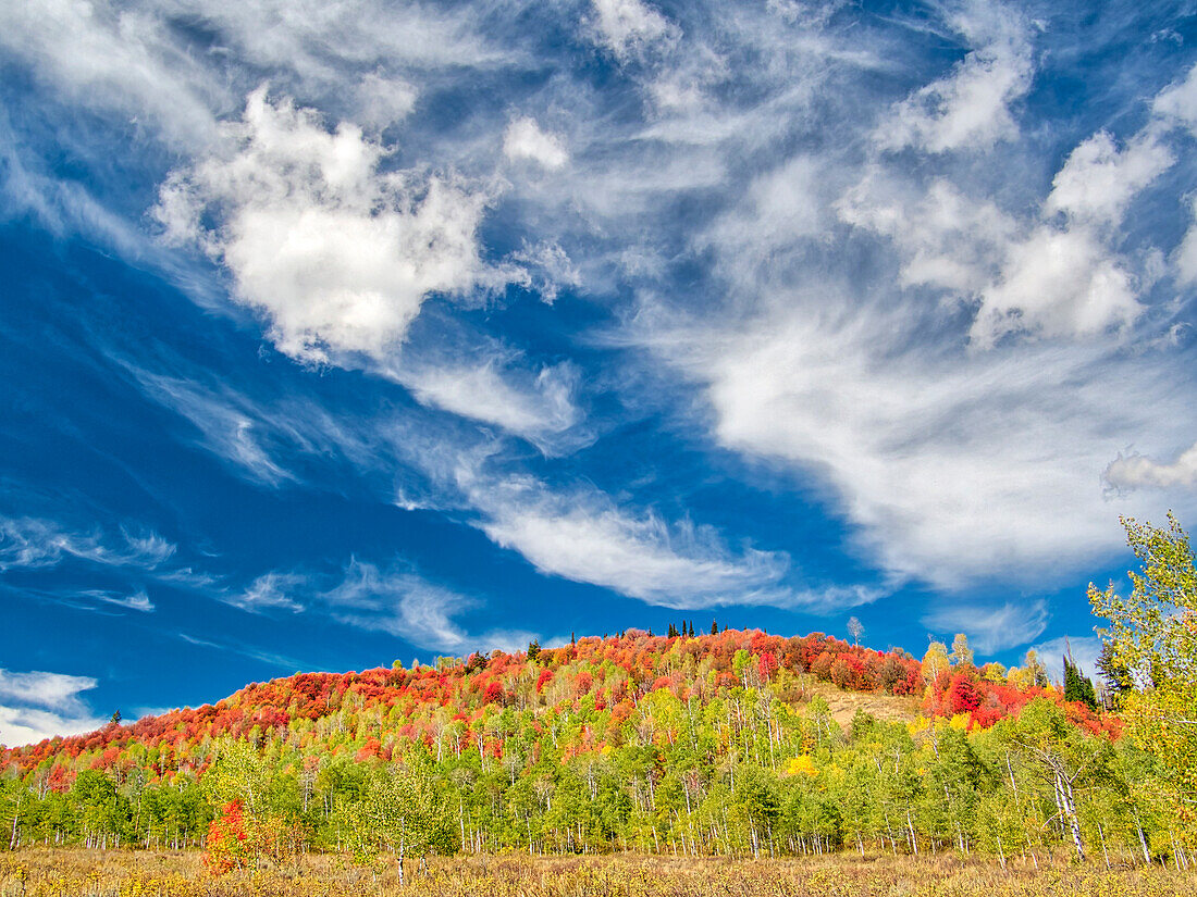 USA, Utah, Logan Pass. Farbenfroher Herbst am Provo Pass