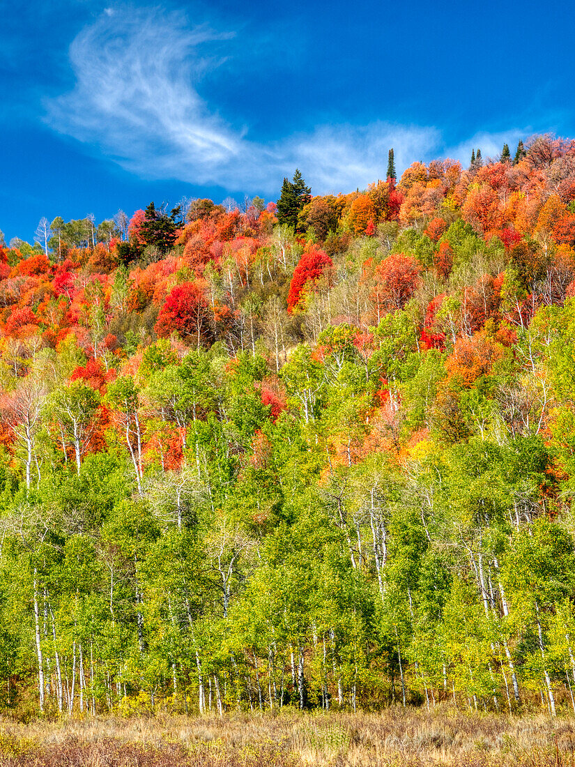 USA, Utah, Logan Pass. Farbenfroher Herbst am Provo Pass