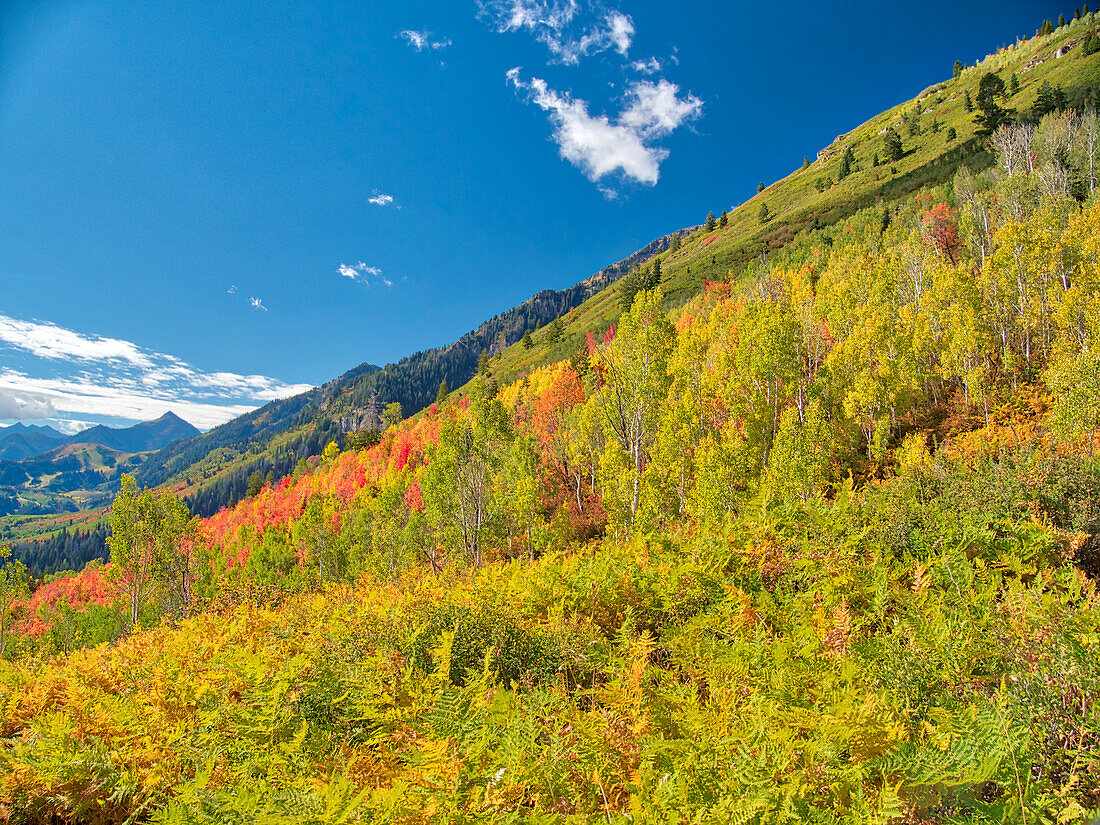 USA, Utah, Logan Pass. Farbenfroher Herbst am Provo Pass