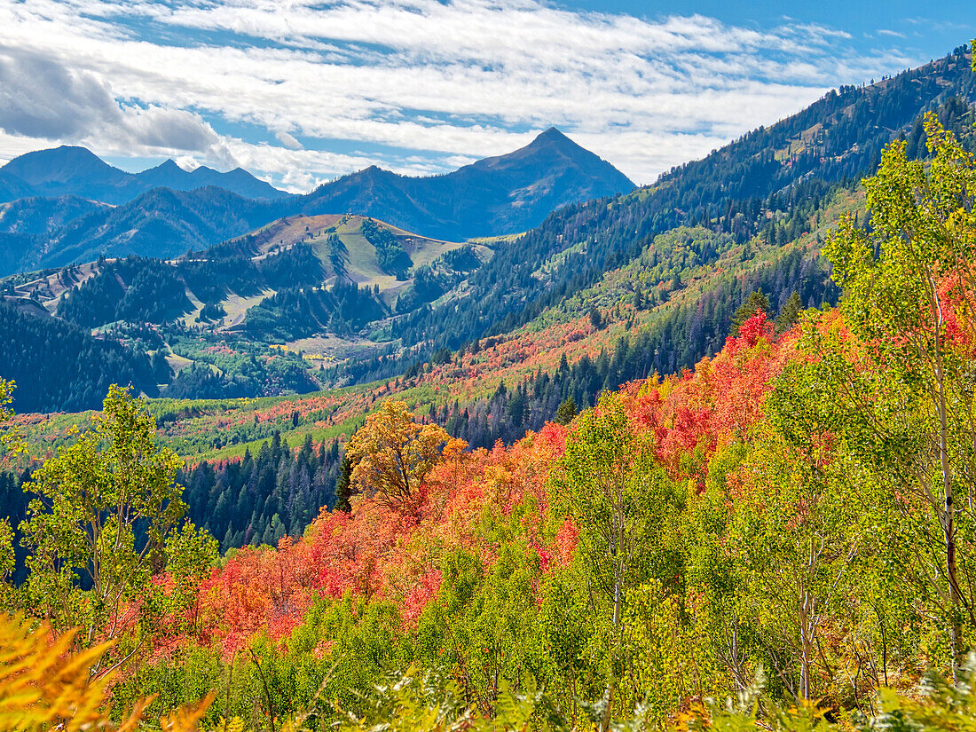 USA, Utah, Logan Pass. Colorful autumn in Provo Pass