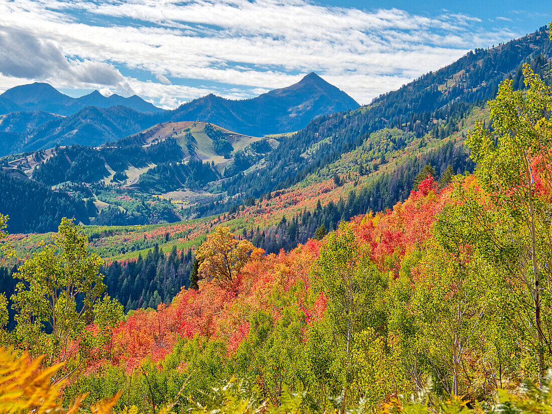 USA, Utah, Logan Pass. Farbenfroher Herbst am Provo Pass