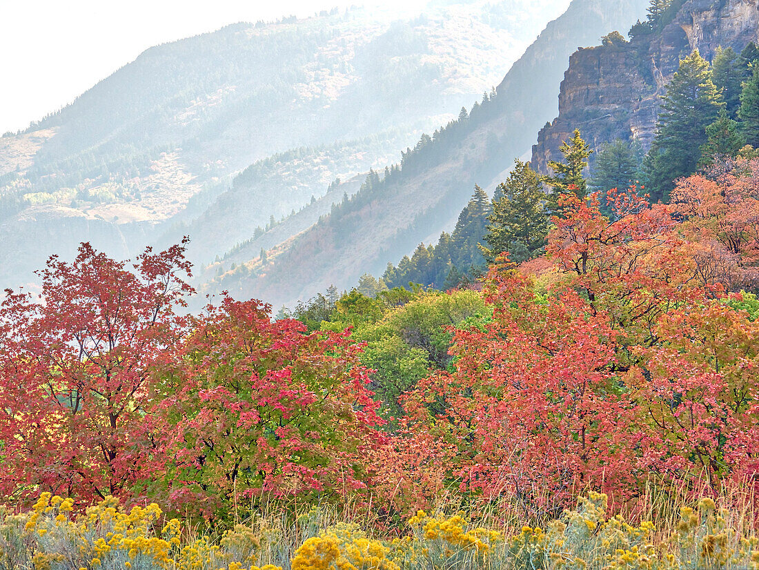 USA, Utah, Logan Canyon. Bunte Espen im Herbst