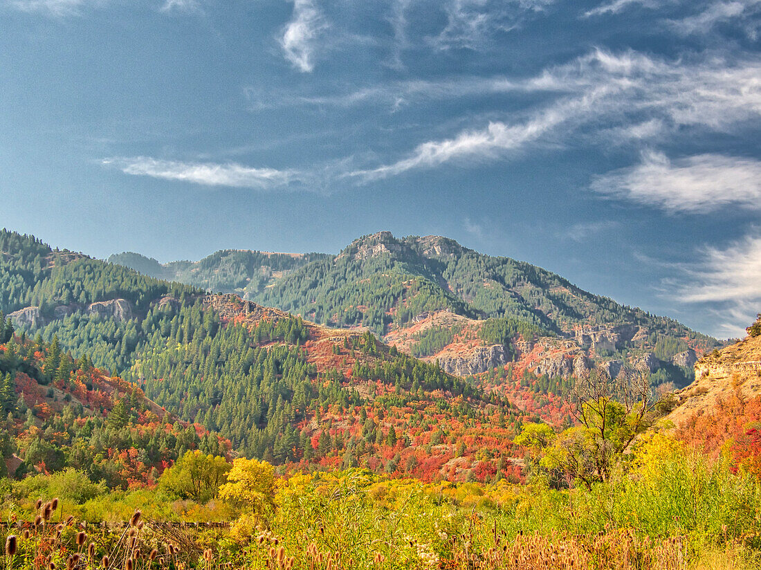 USA, Utah, Logan Canyon. Bunte Espen im Herbst