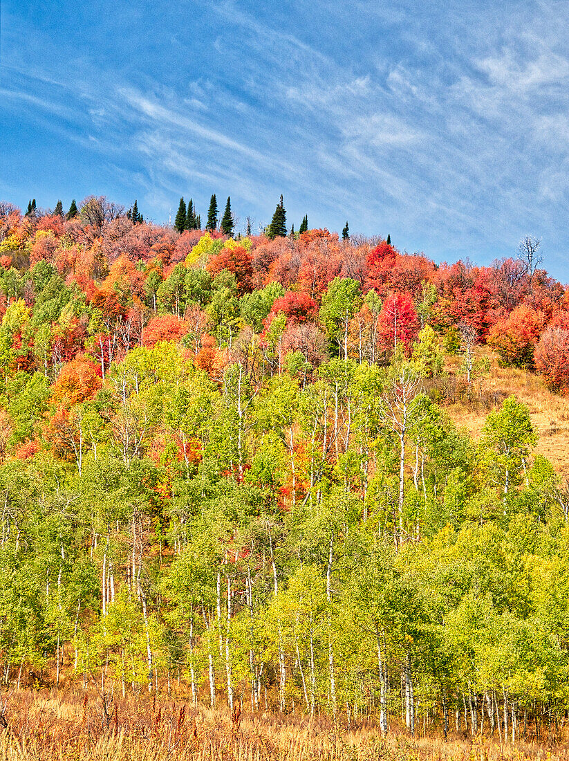 USA, Utah, Logan Canyon. Bunte Espen im Herbst