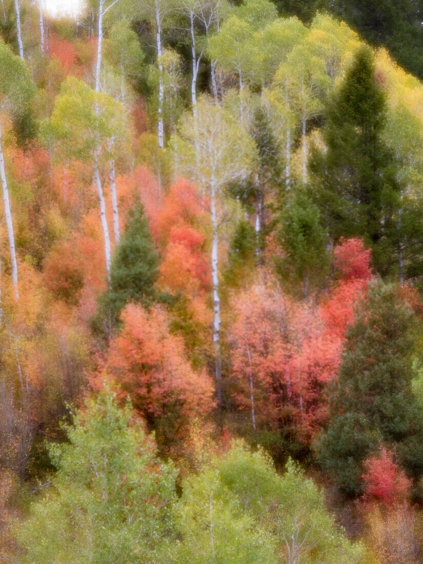 USA, Utah, Logan Canyon. Bunte Espen im Herbst