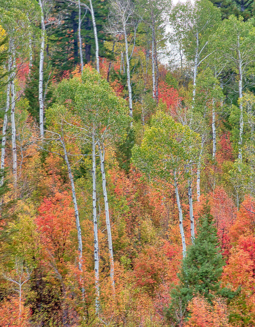 USA, Utah, Logan Canyon. Bunte Espen im Herbst