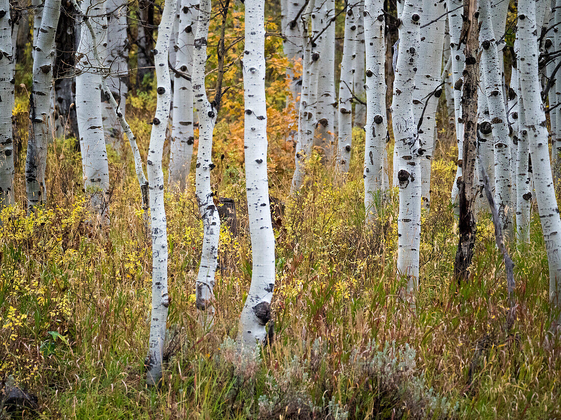 USA, Utah, Logan Canyon. Bunte Espen im Herbst