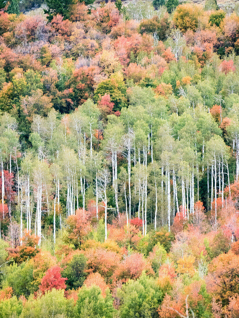 USA, Utah, Logan Canyon. Bunte Espen im Herbst