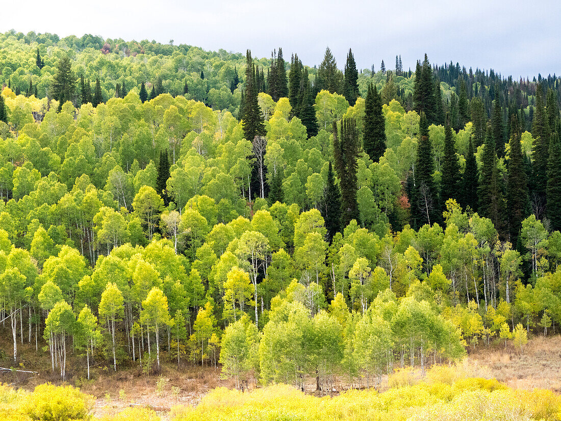 USA, Utah, Logan Canyon. Bunte Espen im Herbst