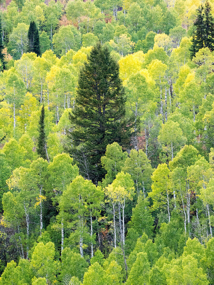 USA, Utah, Logan Canyon. Bunte Espen im Herbst