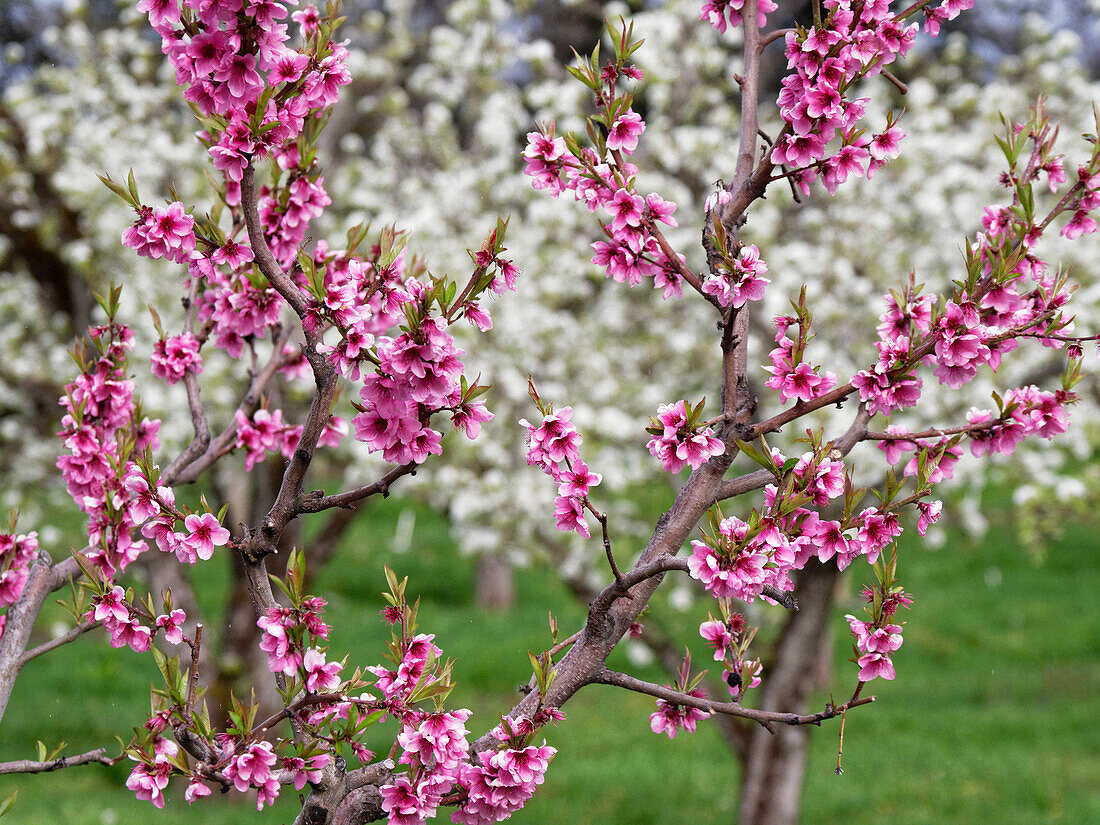 Obstgarten mit Obstbäumen mit rosa Blüten im Vordergrund und Bäumen mit weißen Blüten im Hintergrund.