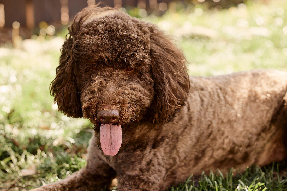 Labradoodle in backyard.