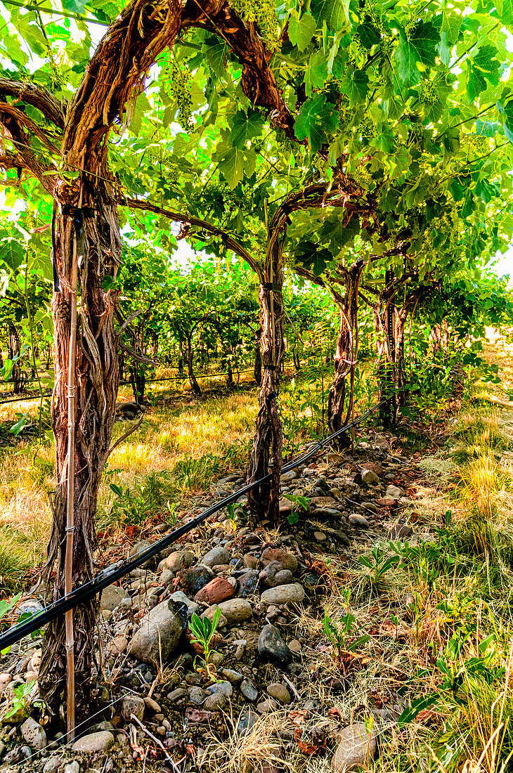 USA, Oregon, Milton-Freewater. Showing the stones characteristic of the Rocks AVA is the Funk Vineyard with the special trellis system known as the Geneva Double Curtain. (Editorial Use Only)