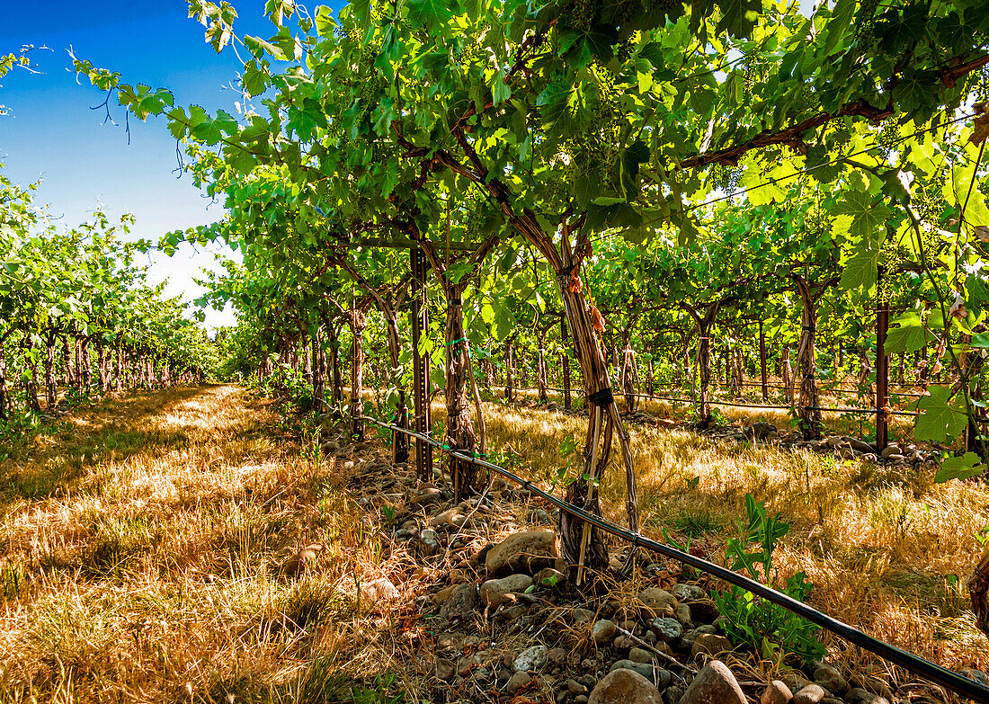 USA, Oregon, Milton-Freewater. Showing the stones characteristic of the Rocks AVA is the Funk Vineyard with the special trellis system known as the Geneva Double Curtain. (Editorial Use Only)