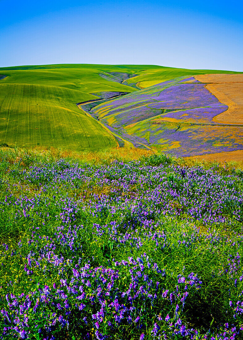 USA, Oregon, Milton-Freewater. A workhorse cover crop, vetch contributes nitrogen or biomass to a vineyard, protects soils from wind and rain, while improving structure and adding nutrients.