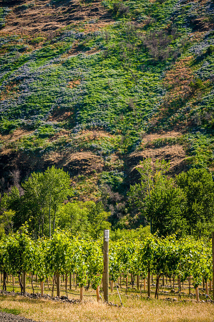 USA, Oregon, Milton-Freewater. Resurgent Vineyard is part of the expanding Rocks district in the Walla Walla AVA. (Editorial Use Only)