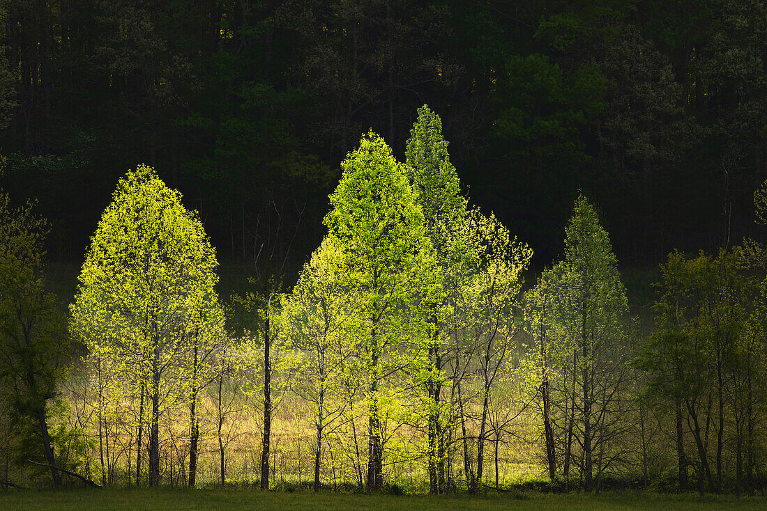 Morning view of backlit row of trees, Cades Cove, Great Smoky Mountains National Park, Tennessee