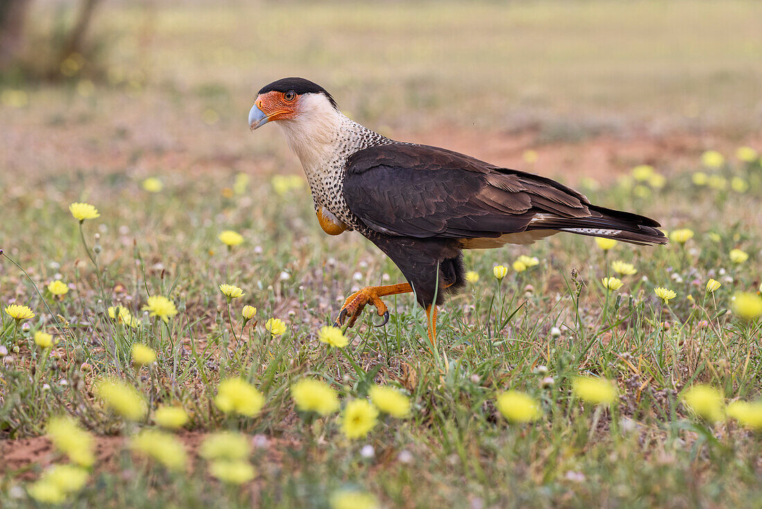 Crested caracara with full crop on the ground among yellow flowers, Rio Grande Valley, Texas