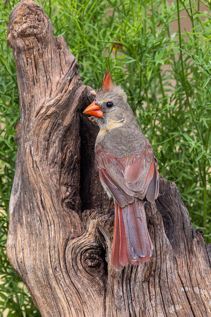 Female Northern Cardinal, Rio Grande Valley, Texas