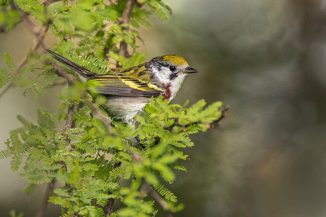 Chestnut-sided warbler on migration route, South Padre Island, Texas