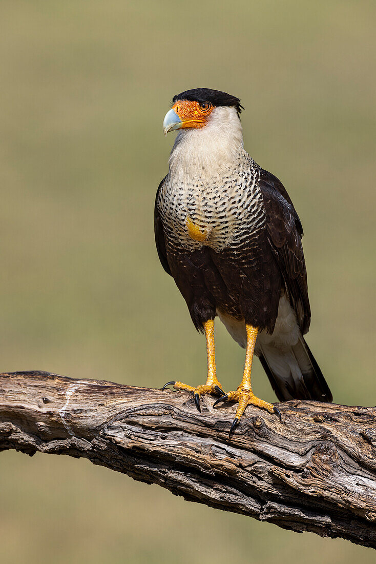 Schopfkarakara mit vollem Kropf, Rio Grande Valley, Texas