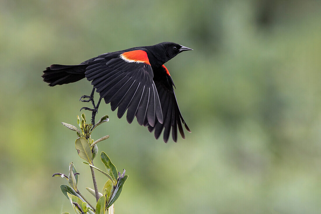 Männliche Rotflügel-Amsel im Flug, South Padre Island, Texas