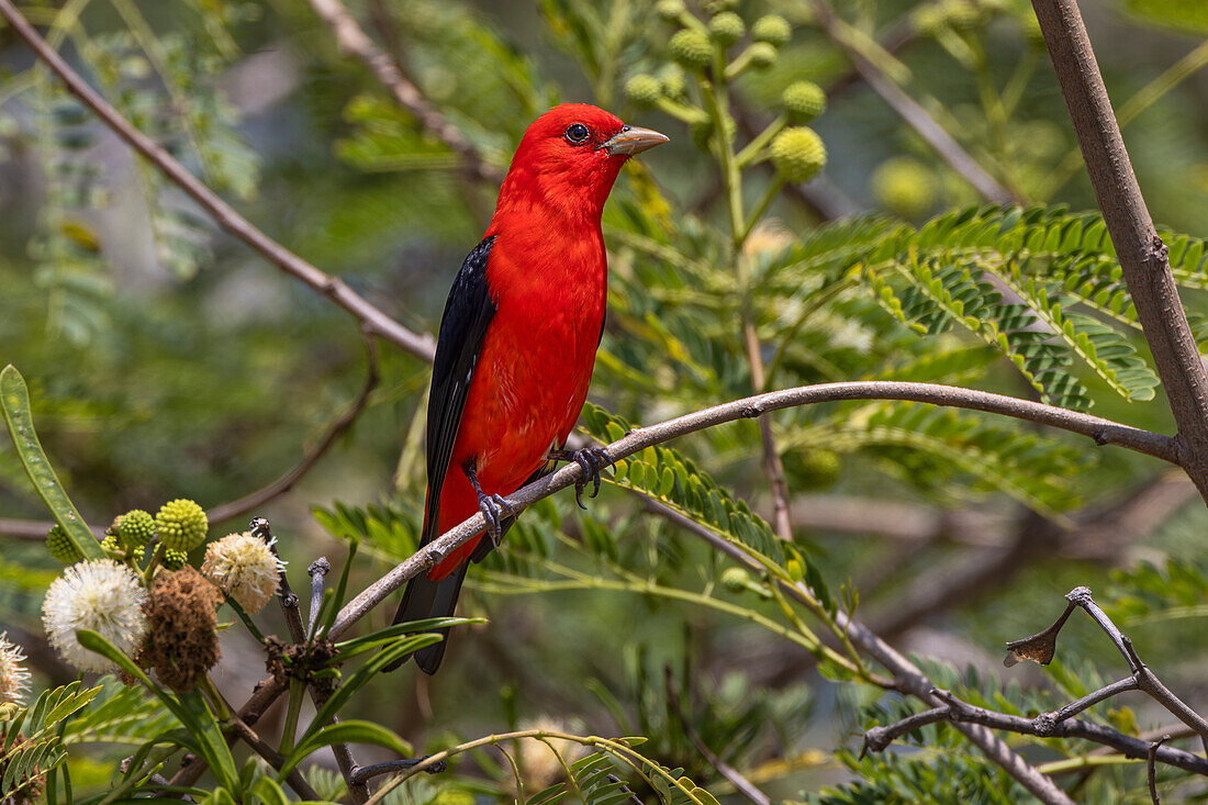 Männliche Scharlachtangare, South Padre Island, Texas