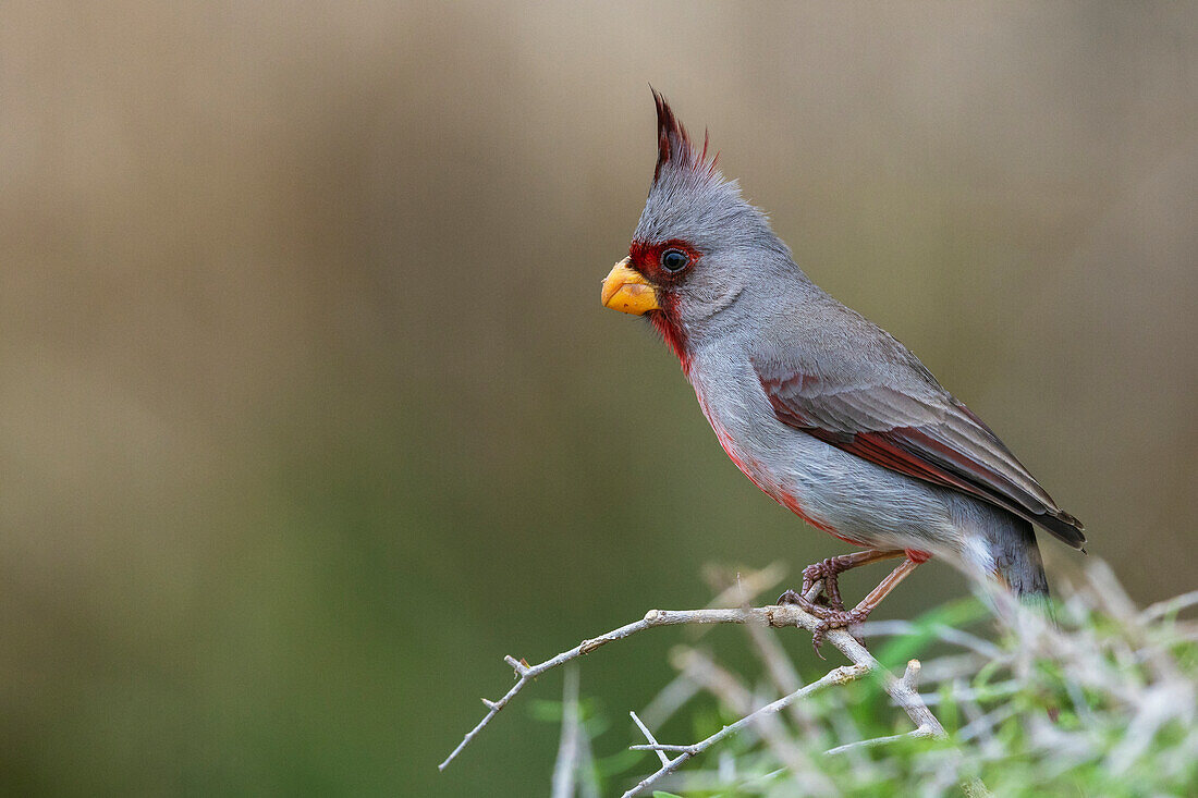 USA, Südtexas. Pyrrhuloxia