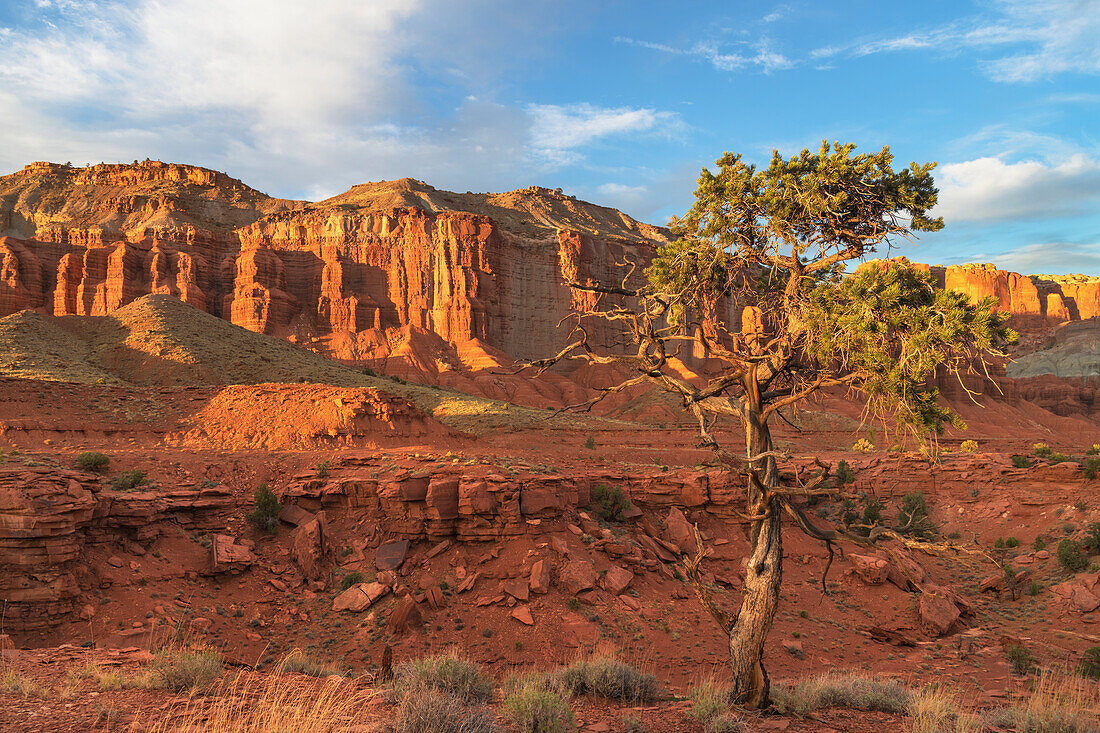 Juniper tree on Panorama Point, Capitol Reef National Park, Utah.