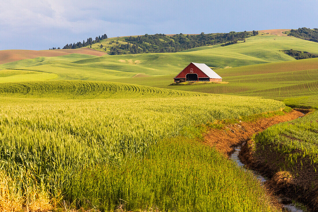 USA, Bundesstaat Washington, Colton, Palouse. Rote Scheune, grüne Weizenfelder. Blauer Himmel. (Nur für redaktionelle Zwecke)