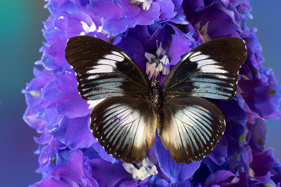 USA, Bundesstaat Washington, Issaquah. Schmetterling auf Blumen