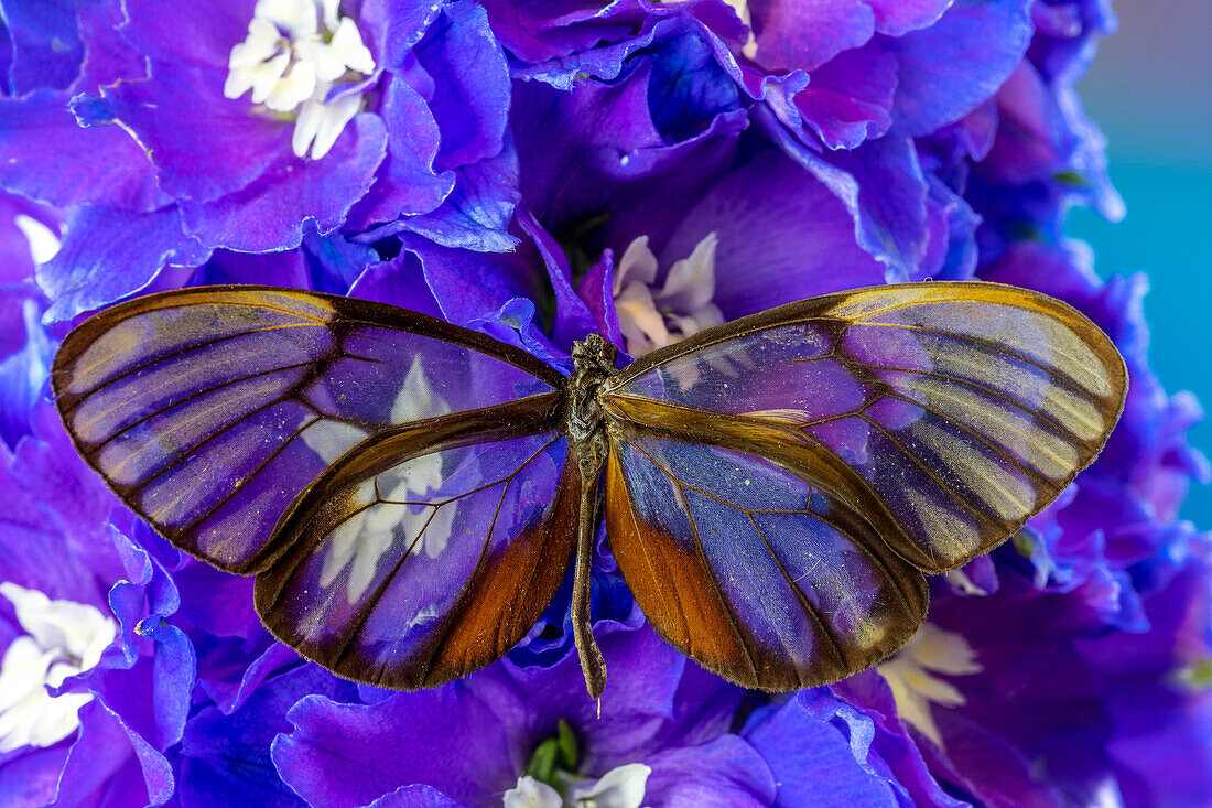 USA, Bundesstaat Washington, Issaquah. Schmetterling auf Blumen