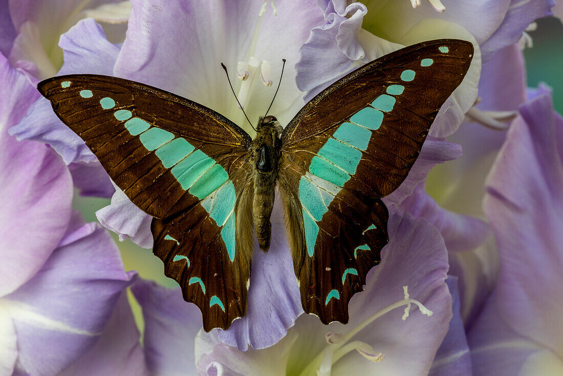 USA, Washington State, Issaquah. Butterfly on flowers