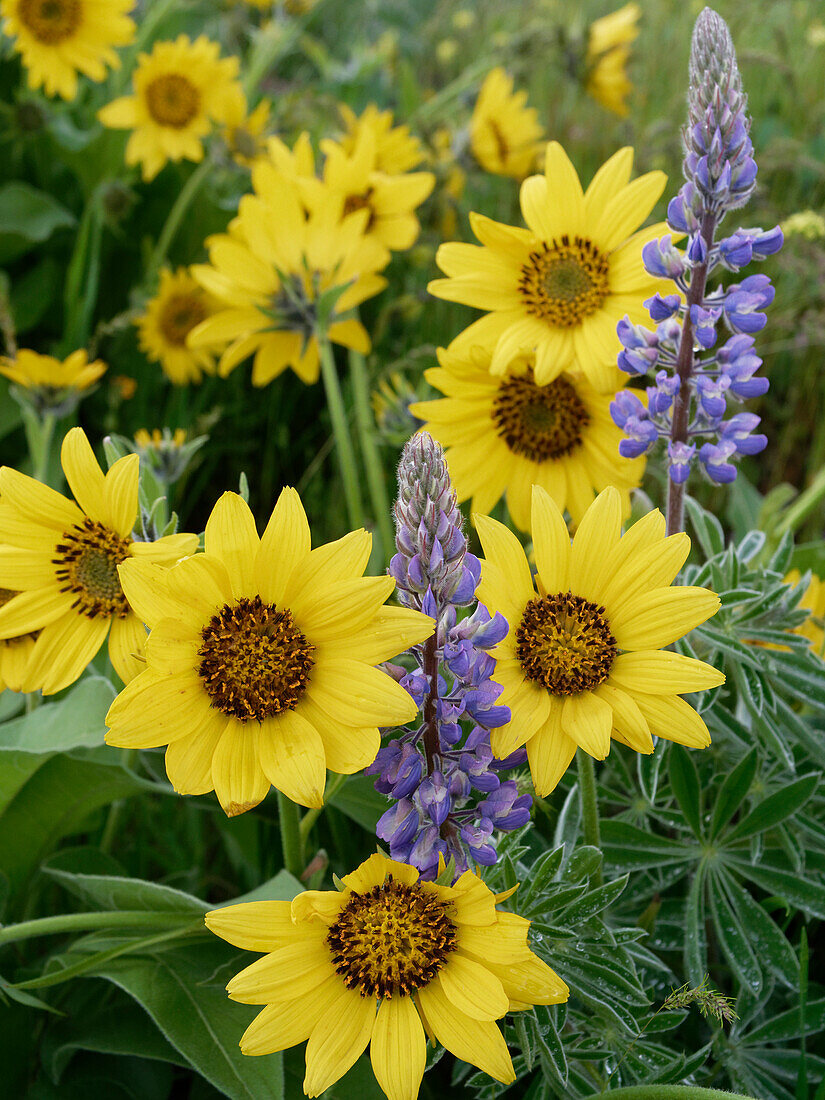 Spring wildflowers in full bloom on Dalles Mountain in Columbia Hills State Park.