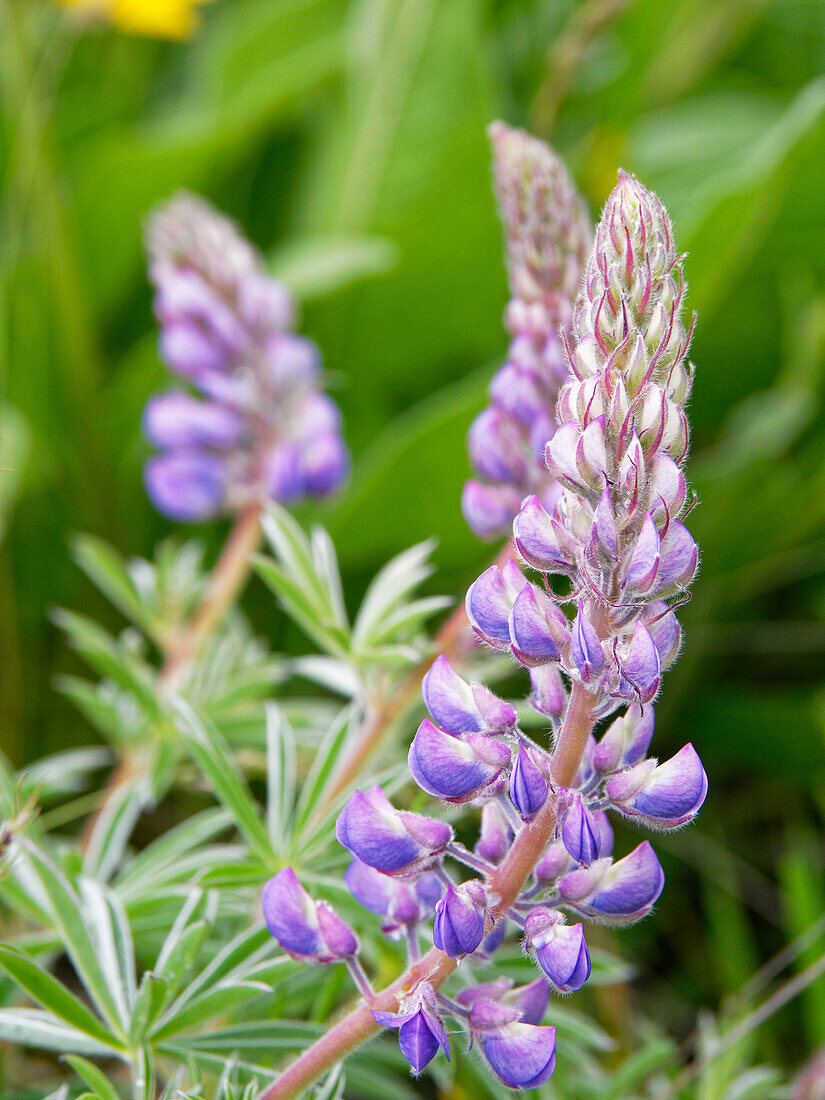 Frühlings-Wildblumen in voller Blüte auf dem Dalles Mountain im Columbia Hills State Park.