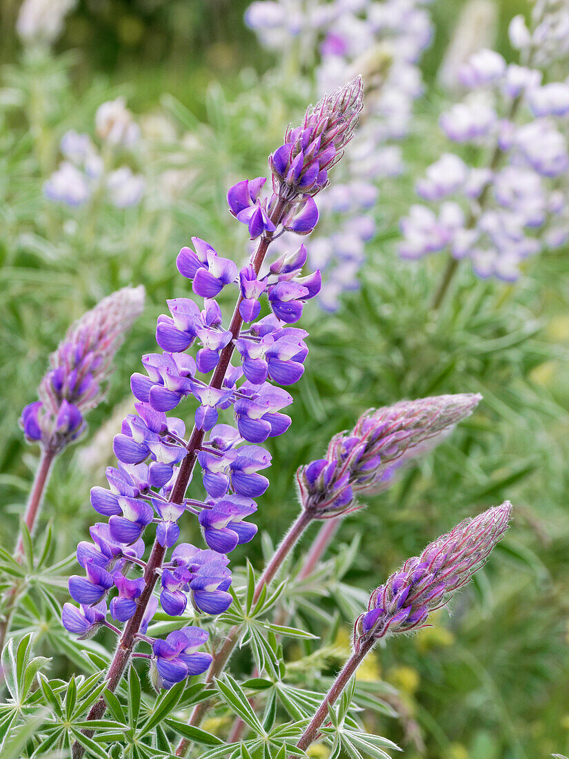 Spring wildflowers in full bloom on Dalles Mountain in Columbia Hills State Park.