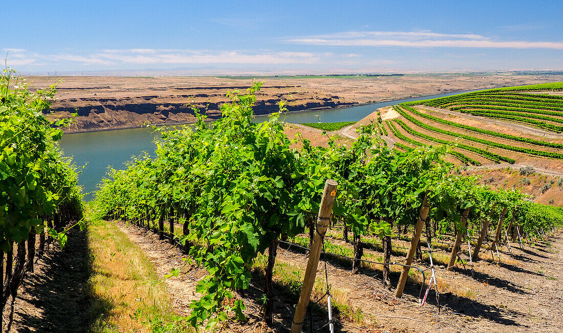 Ein außergewöhnlich schöner und weitläufiger Weinberg an einem steilen, nach Süden ausgerichteten Hang entlang des Columbia River in der südöstlichen Ecke der Horse Heaven Hills.