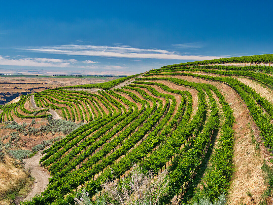 Ein außergewöhnlich schöner und weitläufiger Weinberg an einem steilen, nach Süden ausgerichteten Hang entlang des Columbia River in der südöstlichen Ecke der Horse Heaven Hills.