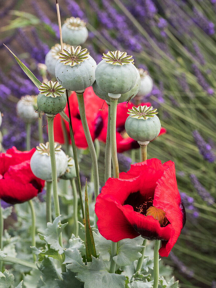 Red poppies and seed heads and lavender at a lavender farm in Sequim, Washington State.