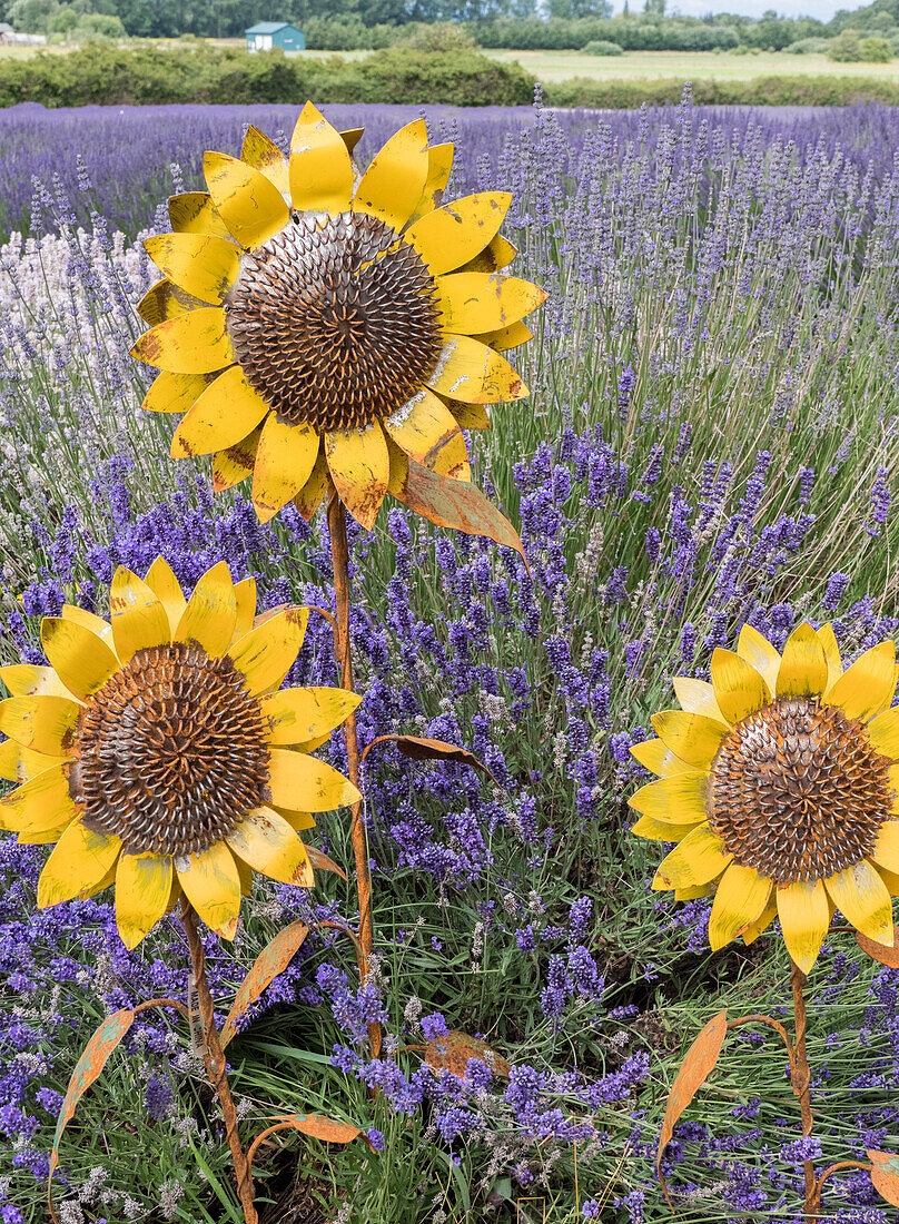 Metal sculptures of sunflowers in a field of blooming lavender in Sequim, Washington State.