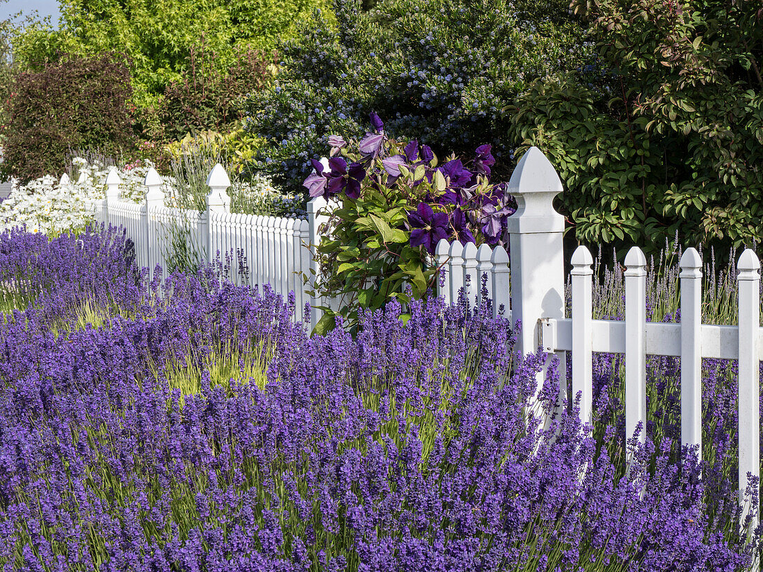 White picket fence with purple lavender and dark purple clematis.